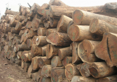 中國(guó)進(jìn)口木材報(bào)關(guān)時(shí)關(guān)稅是多少？（木材進(jìn)口關(guān)稅的標(biāo)準(zhǔn)）